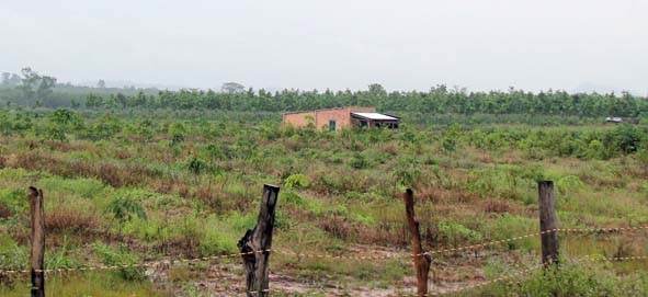 Người dân tự ý xây nhà và trồng cao su trên đất rừng lấn chiếm tại Cư M’lan (Ea Súp).