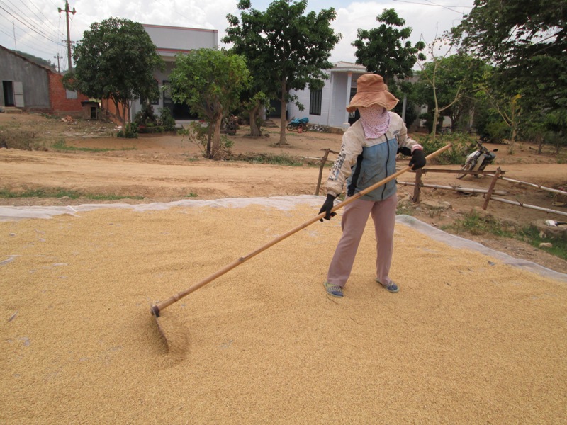 Thực hiện Nghị định 42/2012/NĐ-CP sẽ giúp người nông dân có thêm chi phí sản xuất lúa