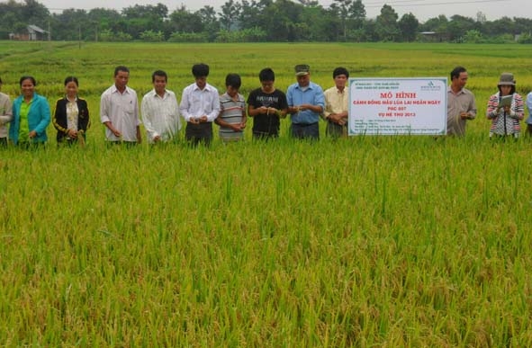 Cán bộ và nông dân Phòng Nông nghiệp huyện Cư Jút (Dak Nông)  thăm cánh đồng mẫu lúa lai tại buôn Kao - TP. Buôn Ma Thuột.  