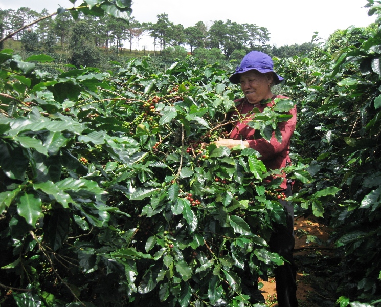 Đến năm 2020, Dak Lak ổn định diện tích cà phê ở mức 163.000 ha