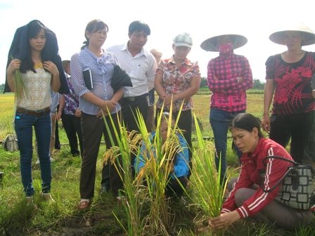 Các đại biểu các so sánh số lượng bông trên khóm lúa