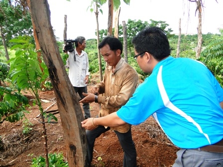Anh Ngô Xuân Nam (bìa phải) đang kiểm tra lại vườn tiêu  trồng xen canh với và phê.