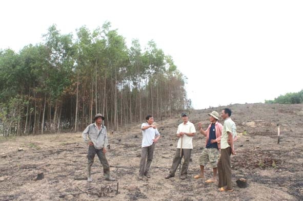 Nhiều công ty TNHH MTV lâm nghiệp đối mặt với khó khăn trong tranh chấp đất rừng trồng sau khai thác bị lấn chiếm, xâm canh.