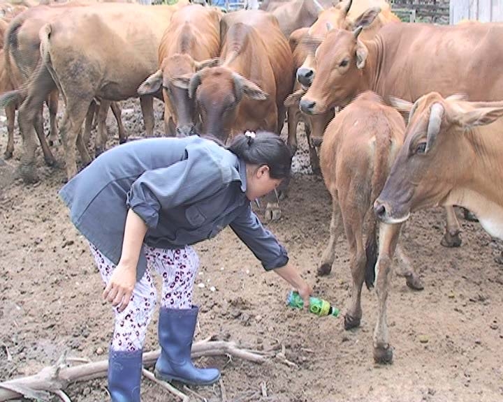 Người dân  ở xã  Cư Kbang, huyện Ea Súp đang  xịt thuốc sát trùng cho  đàn bò bị bệnh LMLM.