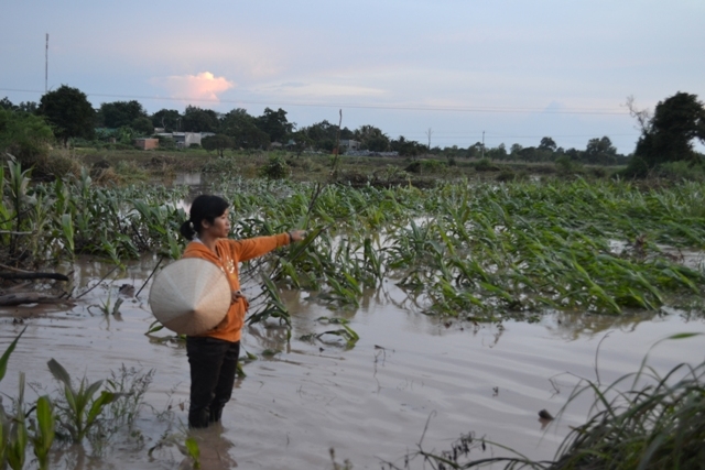 Nước gây ngập hoa màu...