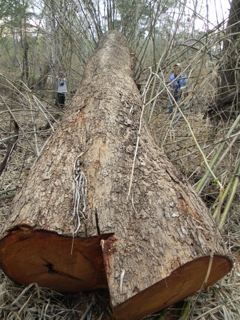 Hiện trường một vụ khai thác gỗ hương trái phép trong vùng lõi Vườn quốc gia Yok Đôn, huyện Buôn Đôn