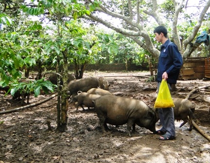Đàn heo rừng lai mang lại hiệu quả kinh tế  cao cho  gia đình anh Trương Hữu Minh. 