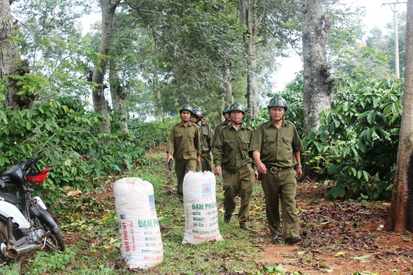 Lực lượng công an xã Ea Kênh (huyện Krông Pak)  tuần tra bảo vệ cà phê.
