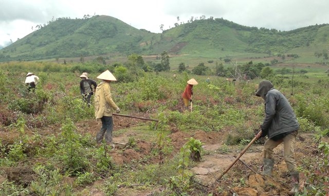 Chuẩn bị đất cho trồng rừng ở Công ty TNHH MTV Lâm nghiệp Krông Bông