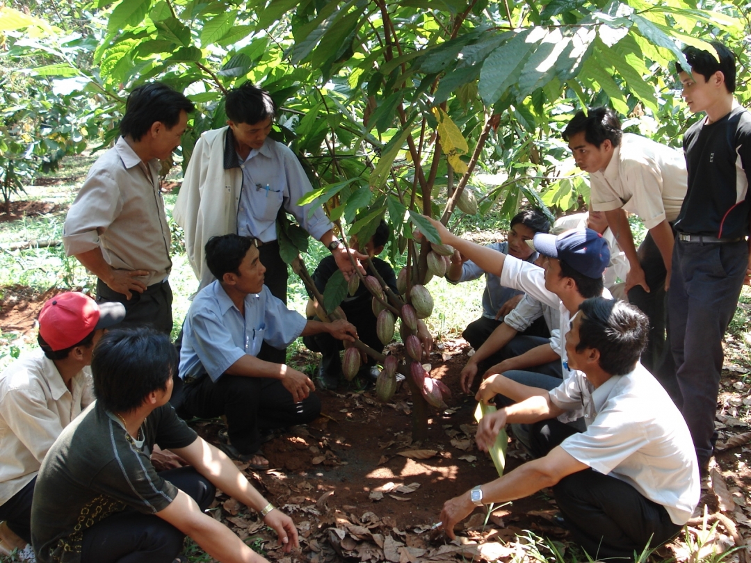 Nông dân huyện Ea Kar tham quan mô hình phát triển ca cao bền vững.