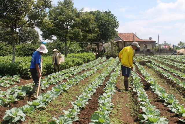 Chuyển đổi từ trồng cà phê sang trồng rau xanh giúp gia đình ông Nguyễn Văn Phụng nâng cao thu nhập, cải thiện cuộc sống.