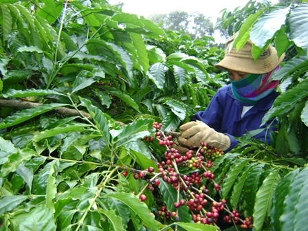 Thông qua dự án, các nông hộ ở xã Ea Tân và Dliê Ya (huyện Krông Năng)  đã biết cách chăm sóc cà phê bền vững theo Bộ nguyên tắc UTZ Certified.