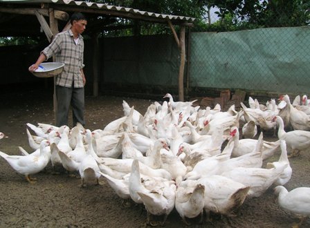 Trang trại chăn nuôi phát triển mạnh ở huyện Ea Kar