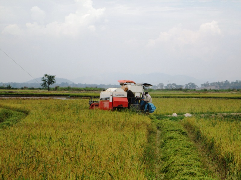 Thuế sử dụng đất nông nghiệp theo giá thóc tẻ trên địa bàn huyện Krông Ana là 5.000 đồng/kg