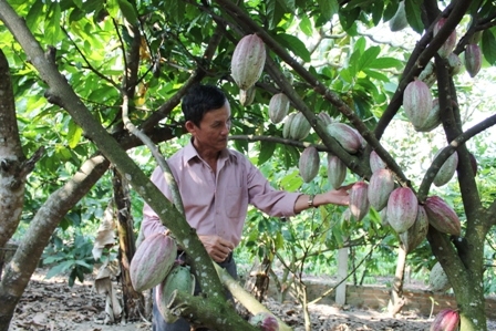 Nông dân trồng ca cao wor Dak Lak
