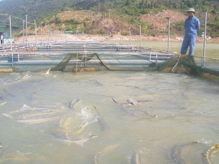 Lồng nuôi cá tầm ở hồ thủy điện Buôn Tua Shar
