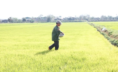 Nông dân huyện Krông Ana đang bón phân chăm sóc lúa