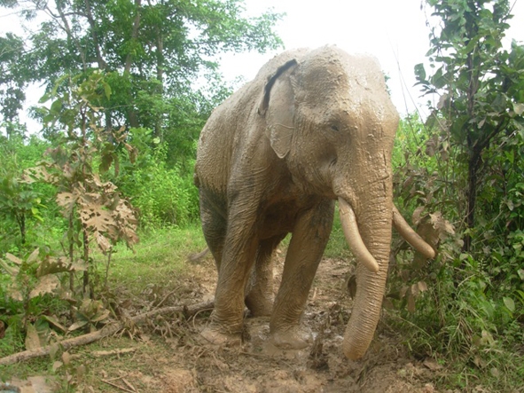 Số lượng đàn voi ở Dak Lak đang ngày càng sụt giảm.
