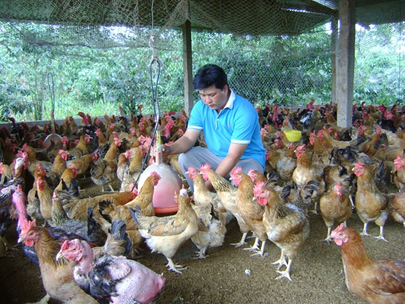 Chủ trang trại sản xuất gà giống Thanh Thảo - Đoàn Tâm Kê kiểm tra các điều kiện của chuồng nuôi.