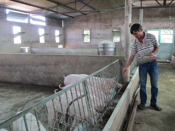 Trang trại nuôi heo mỗi năm mang lại cho gia đình anh Đỗ Đức Tú 200 triệu đồng.