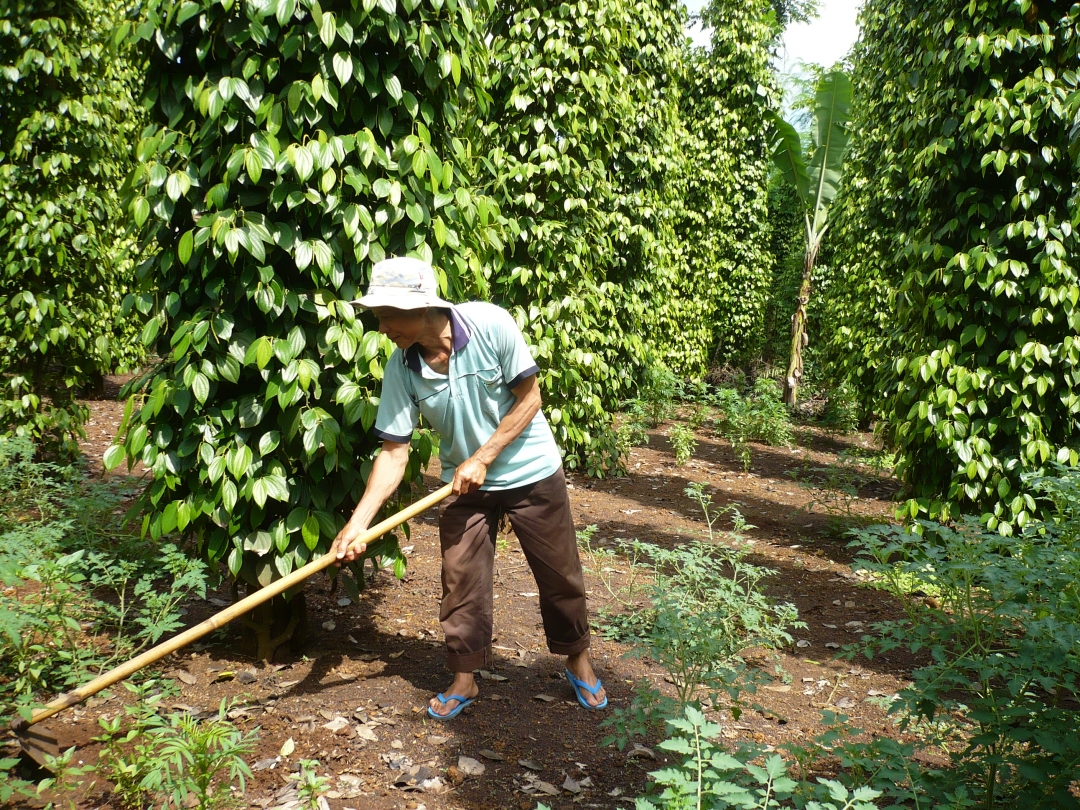 Tiêu đang là loại cây trồng đem lại hiệu quả kinh tế cao nên ở nhiều nơi người dân đang tập trung đầu tư trồng tiêu mà không chú trọng đến các điều kiện phát triển bền vững.