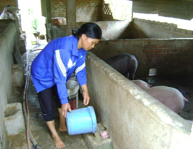 Nhờ tham gia học nghề Chăn nuôi thú y,  chị Dương Thị Luyến đã biết cách phối trộn thức ăn, giảm chi phí đầu tư.