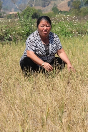 Bà Hoàng Thị Việt, thôn 7, xã Cư San ngẩn ngơ trước 3 sào lúa có nguy cơ bị mất trắng do hạn