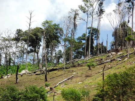 Phá rừng, một trong những nguyên nhân làm biến đổi khí hậu