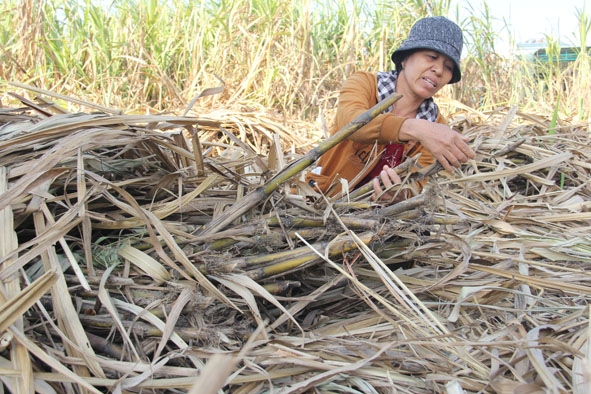 Bà Trịnh Thị Oanh, thôn 1, xã Ea Pil (huyện M'Drak) ngậm ngùi nhìn công sức sau một năm vất vả làm lụng bị hao hụt ngay trên đồng ruộng.