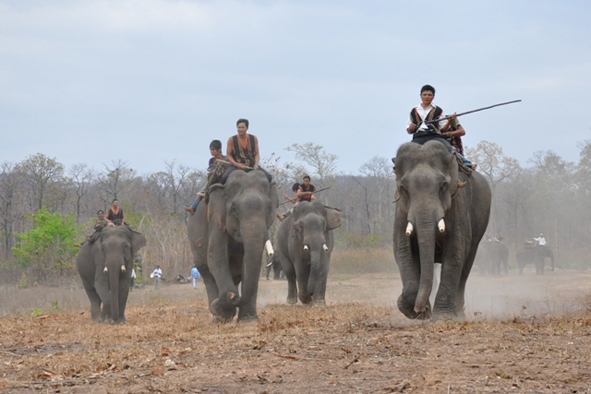 Đua voi được xem như “đặc sản” của du lịch Dak Lak.