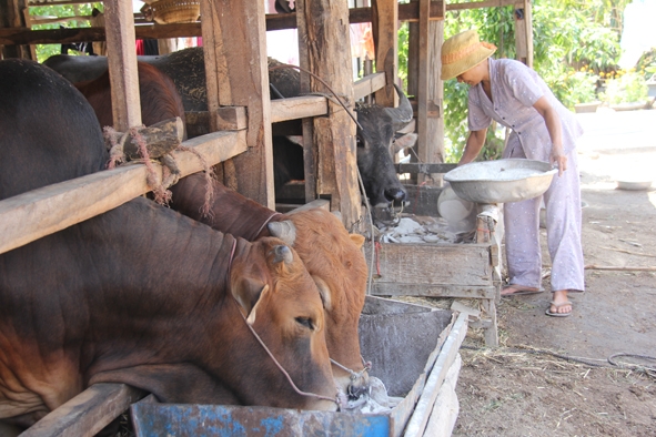  Nhờ  nuôi bò  vỗ béo,  hai năm nay gia đình  bà Đỗ Thị Tư  ở xã  Hòa Sơn  đã có  thu nhập  ổn định.