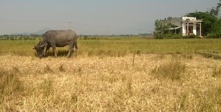 Cánh đồng lúa ở xã Hòa Sơn, huyện Krông Bông bị khô cháy do không có nước tưới
