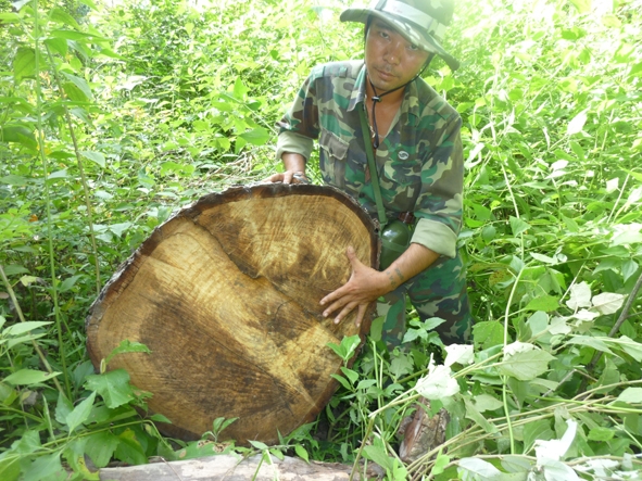 Cây gỗ bị lâm tặc đốn hạ tại Khu Bảo tồn thiên nhiên Ea Sô (huyện Ea Kar).