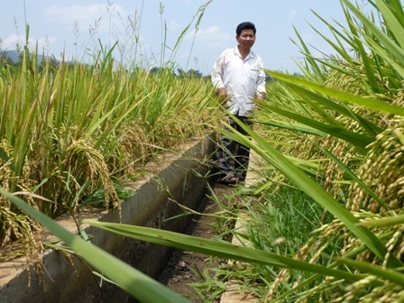 Bông lúa đầy trĩu hạt