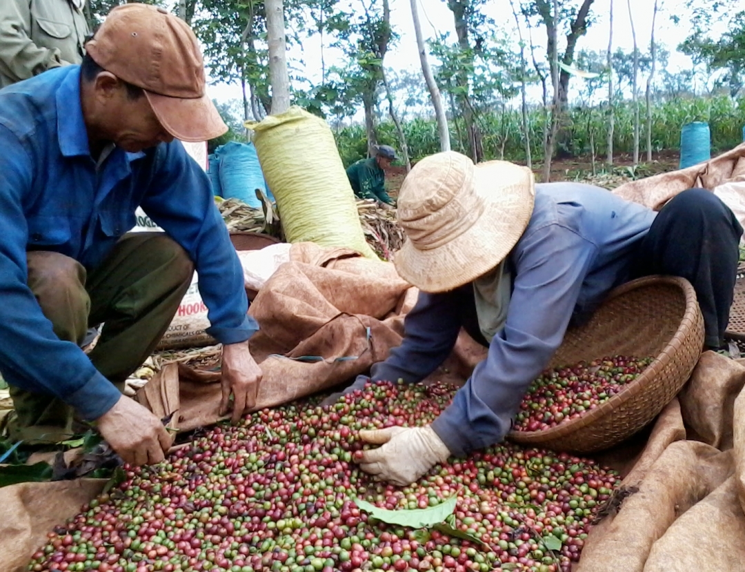 Việc đăng ký bảo hộ chỉ dẫn địa lý cà phê Buôn Ma Thuột ở nước ngoài đang gặp khó khăn