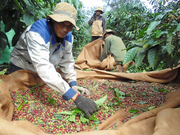 Thực hiện thu hái chín để nâng cao chất lượng cà phê.