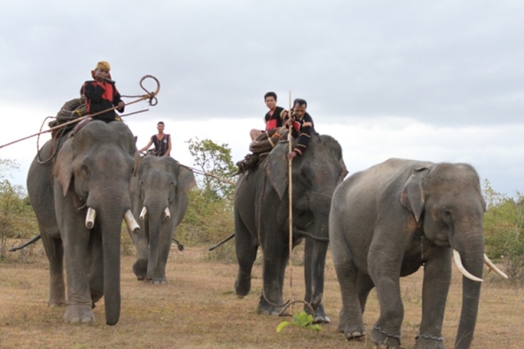 Tái hiện cảnh săn bắt, thuần dưỡng voi - một sản phẩm du lịch đặc thù, độc đáo của Dak Lak.