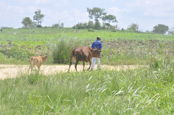 Các hộ dân di cư tự do tại buôn Ea Kông, xã Ea Sô, huyện Ea Kar vẫn mong mỏi được sử dụng điện lưới quốc gia để phát triển chăn nuôi và trồng trọt