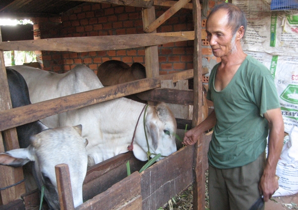 Cựu chiến binh Phạm Văn Chiến  đang chăm sóc đàn bò lai.