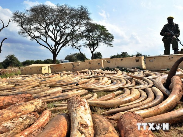 Việc săn trộm voi để lấy ngà đã khiến loài voi đối mặt với nguy cơ tuyệt chủng. (Nguồn: AFP/TTXVN)