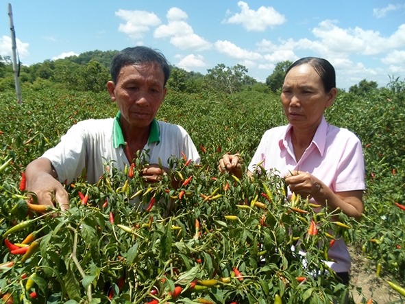 Nhờ trồng ớt mà vợ chồng ông Sơn, bà Hạnh nuôi được 5 con học  đại học.