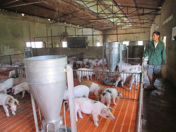Trại heo Nhơn Tân  Trang trại chăn nuôi tiêu chuẩn Châu Âu