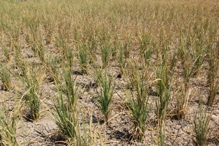 Hạn hán gây thiệt hại nhiều diện tích cây trồng ở huyện M'Drak (Ảnh: minh họa)
