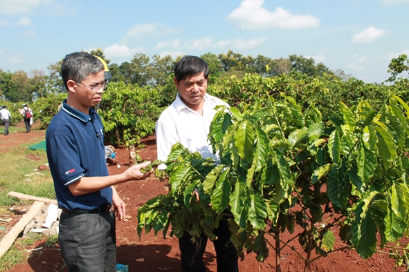 Anh Trịnh Ngọc Thi (bên phải) đang chia sẻ kinh nghiệm chăm sóc cây cà phê.