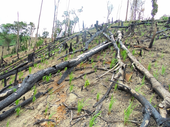 Cây rừng bị chặt phá rồi đốt để nhường chỗ cho cây lúa