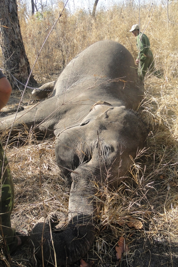 Một con voi rừng bị chết  tại Vườn Quốc gia Yok Đôn.