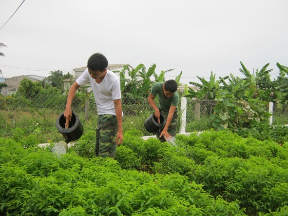 Vườn rau xanh của Đại đội Pháo mặt đất  trên đảo  Lý Sơn.  Ảnh: Q.A