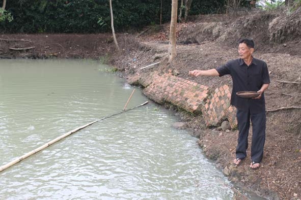 Ông Chu Văn Khang đang cho cá ăn.