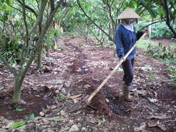 Nông dân huyện Krông Pak đang bón phân cho cây ca cao. 