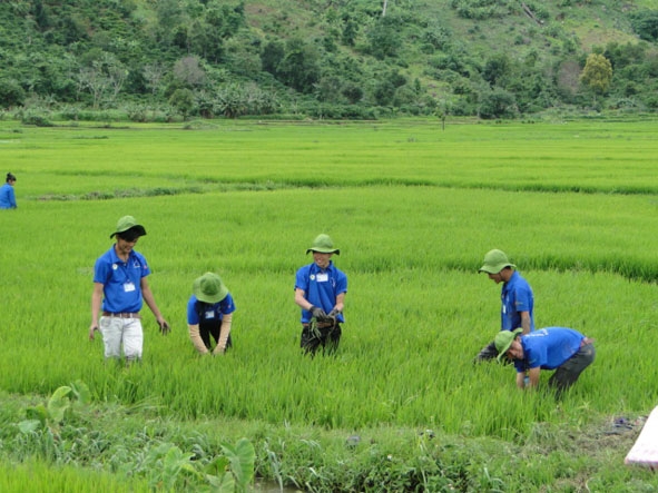 Thanh niên tình nguyện giúp người dân buôn Krông, xã Ea Trul,làm cỏ lúa.